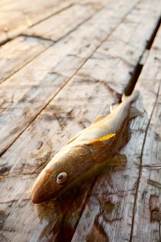 A fresh fish on old wooden dock planks