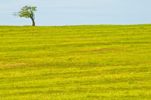 tree with blue sky and brown land