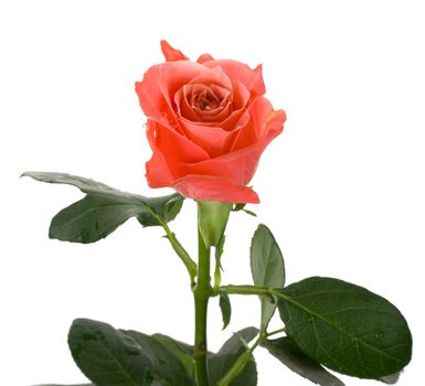 close-up single pink rose, isolated on white