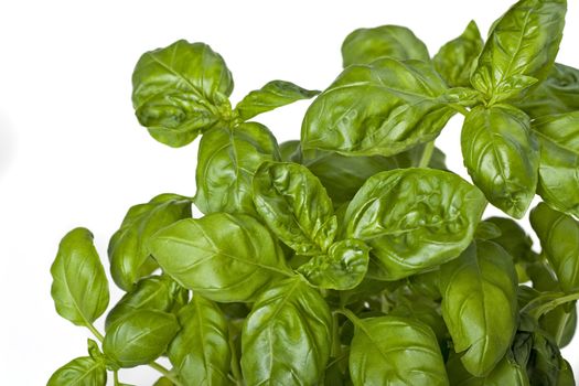 closeup of a basil plant