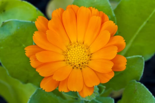 marigold flower with its seeds