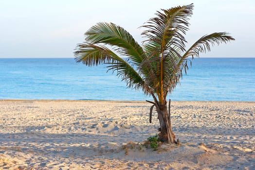 A  palm tree in a deserted beach in the morning