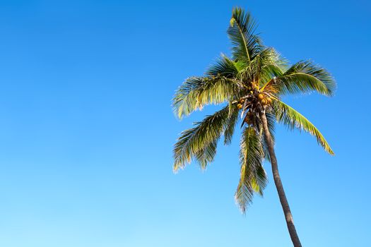 Isolated palm tree over a clear blue sky