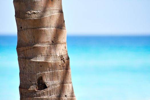 Palm trunk with copyspace in the right and a beautiful beach