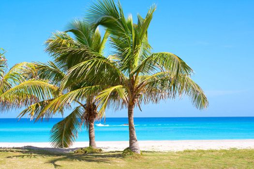 Palm trees in a sandy beach with clear blue water