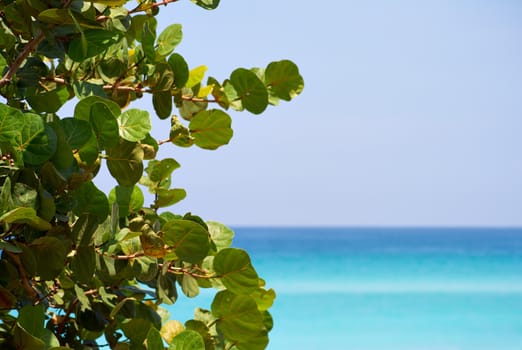 Leaves and a beautiful beach with copy space in the right