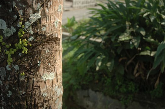 brightly coloured coconut tree that usually found in tropical climate