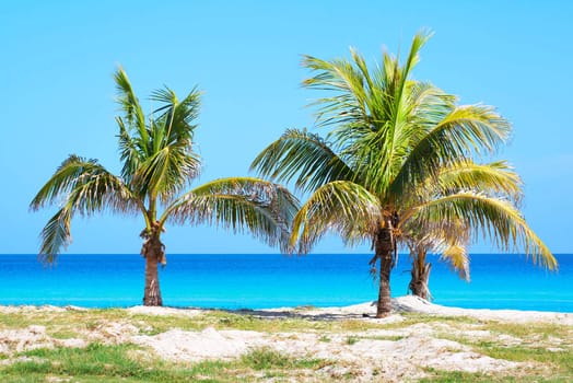 Palm trees in a sandy beach with clear blue water