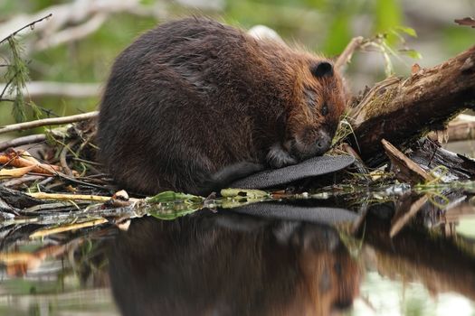 North American Beaver (Castor canadensis) napping with one eye partially open at its lodge - Ontario, Canada