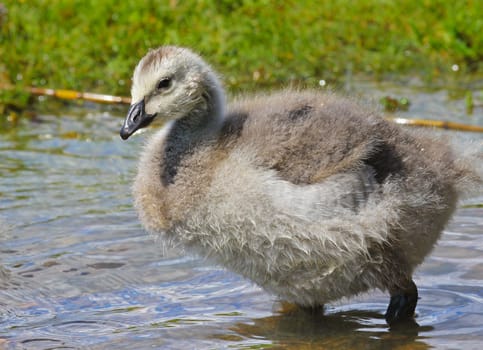 Young canada goose