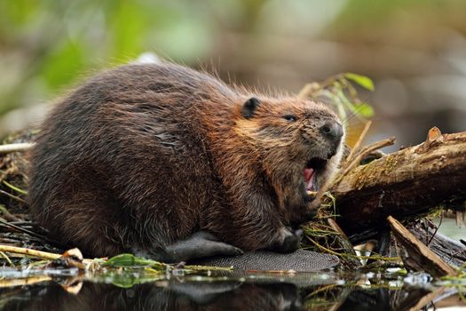 North American Beaver (Castor canadensis) yawning at its lodge - Ontario, Canada