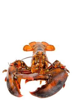 Fresh live lobster