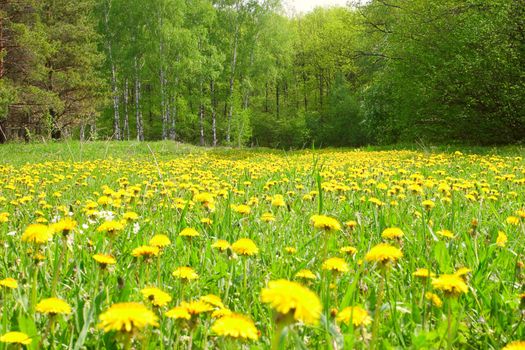 Field with dandelions in wood removed in the afternoon