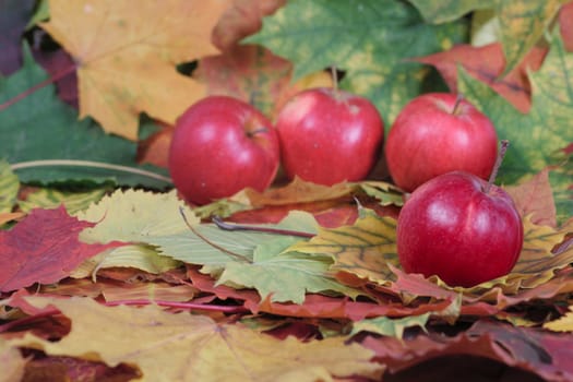 Four red apples on autumn leaves removed close up