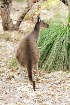 Wallaby Taken in the Wild and Free Roaming
