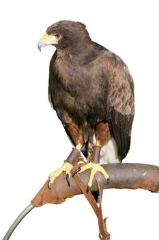 Hawk  staring vigilant isolated on white