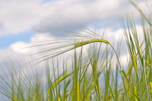 field of barley