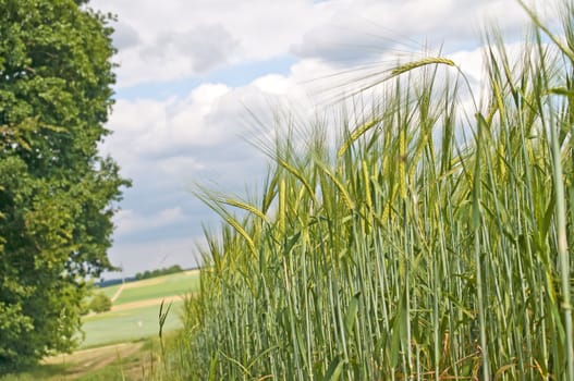 field of barley