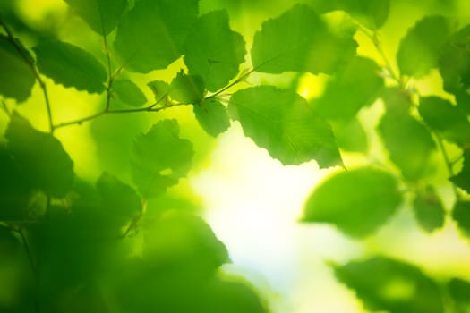 green spring leaves in the morning light