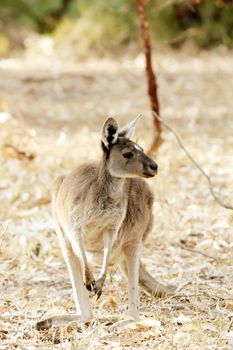 Kangaroo Animal in the Wild at Australia