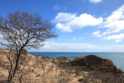 Cape Naturaliste Beach in Western Australia Scene