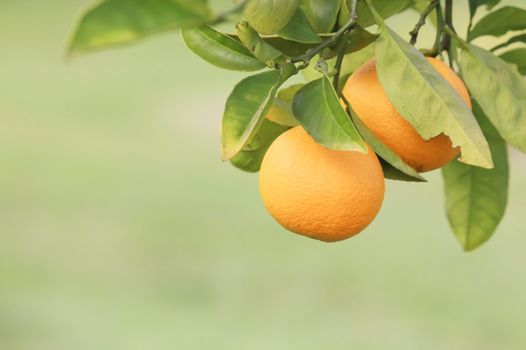 Oranges Hanging on a Fruit Tree Branch in a Farm
