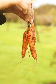 Baby Carrots Freshly Plucked in a Farm