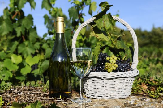glass and bottle of wine and grappes in basket