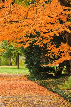 An outdoor autumn scene with colored trees and leafs