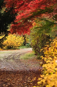 An outdoor autumn scene with colored trees and leafs
