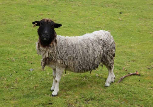 Black Faced Sheep With Dirty Wool on a Farm