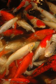 group of different goldfish in pond