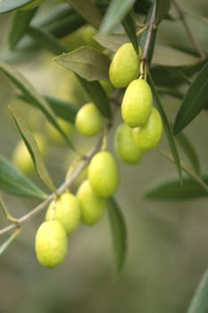 Olives Hanging Fresh From a Tree Branch