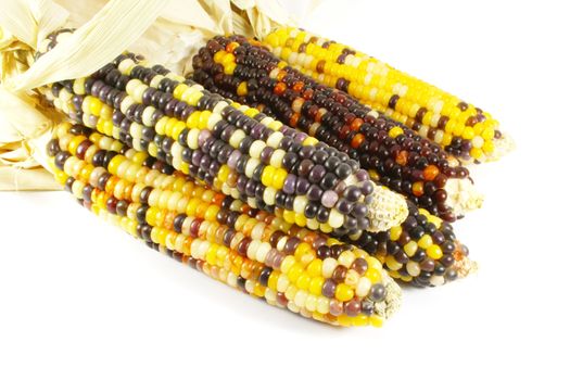 Indian Corn Isolated on a White Background