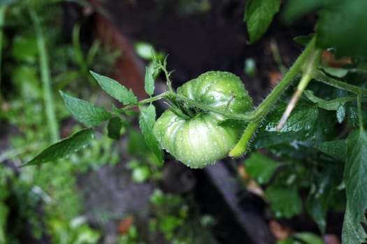 Fresh green young tomato with drops
