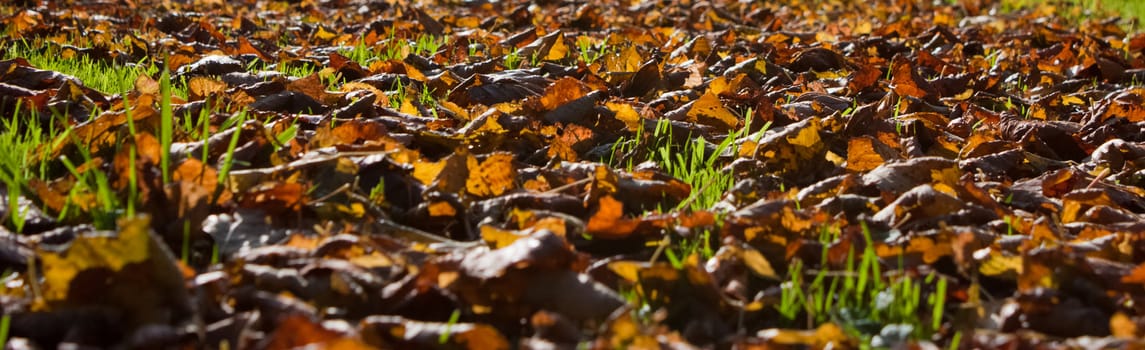 Foliage in golden sunlight