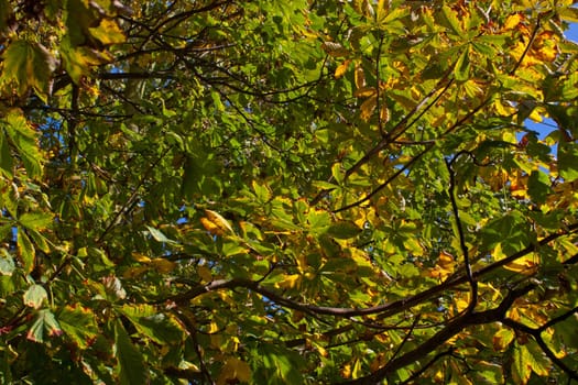 Leaves in golden October sunlight