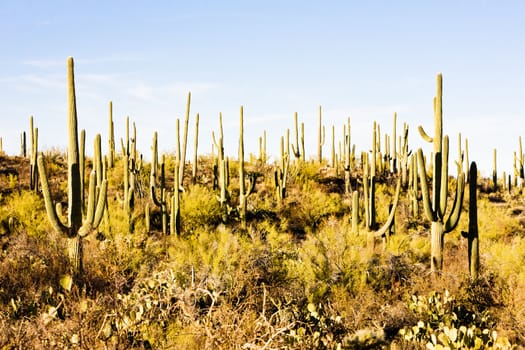 Saguaro National Park, Arizona, USA