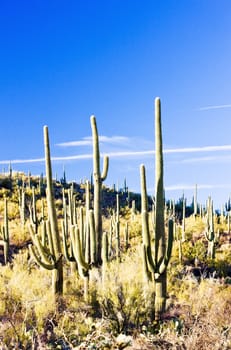 Saguaro National Park, Arizona, USA