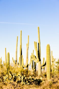 Saguaro National Park, Arizona, USA