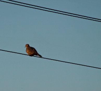 a pigeon sitting on a telephone wire