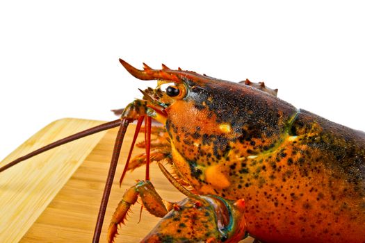 Fresh live lobster