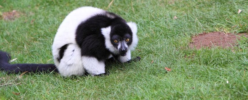 black and white Ruffed Lemur Varecia variegata