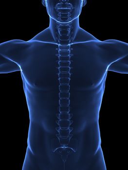 Human body with visible spine - front view