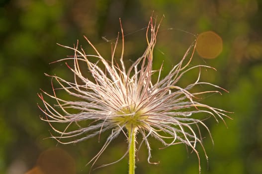 pasqueflower