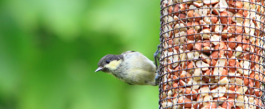 Coal tit (Parus ater)