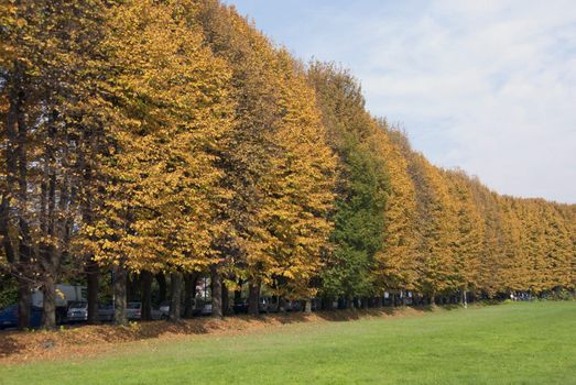 Tree Alley in Lucca, Italy