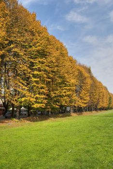 Tree Alley in Lucca, Italy