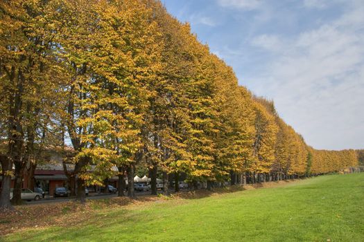 Tree Alley in Lucca, Italy