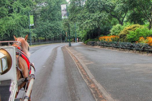 Coach in New York City Central Park